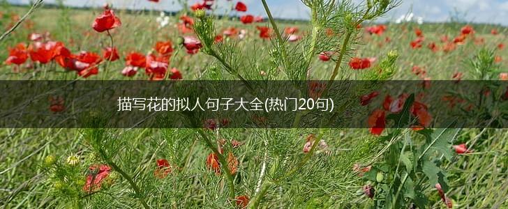描写花的拟人句子大全(热门20句),第1张