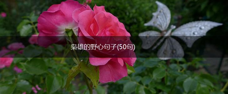 枭雄的野心句子(50句),第1张