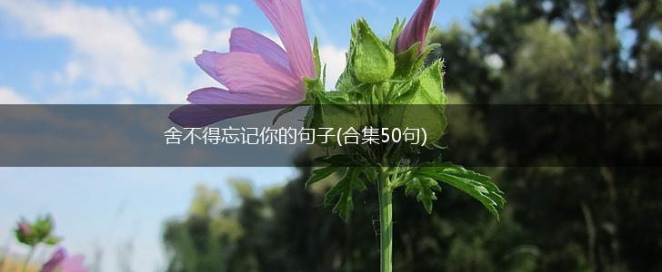 舍不得忘记你的句子(合集50句),第1张