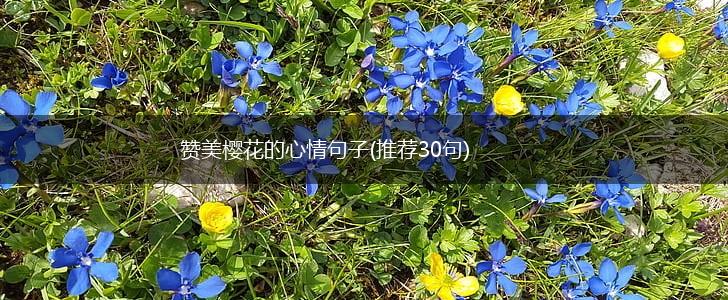 赞美樱花的心情句子(推荐30句),第1张