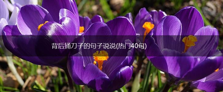 背后捅刀子的句子说说(热门40句),第1张