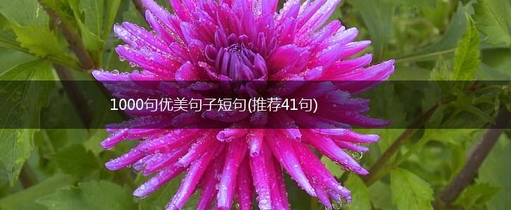 1000句优美句子短句(推荐41句),第1张