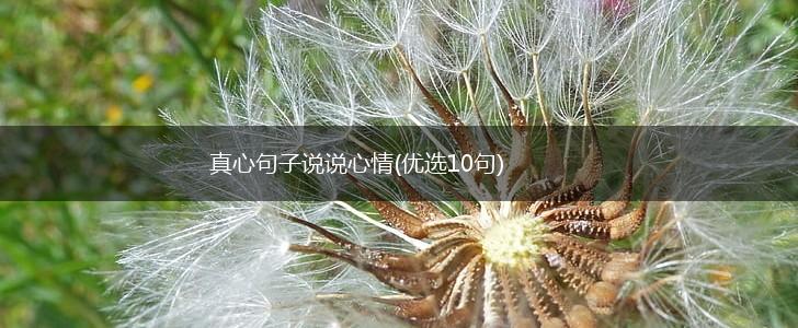 真心句子说说心情(优选10句),第1张