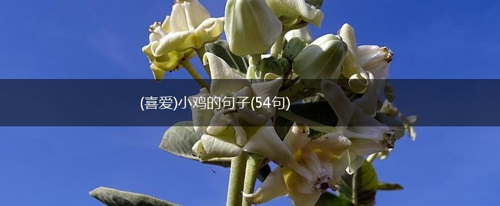 (喜爱)小鸡的句子(54句),第1张