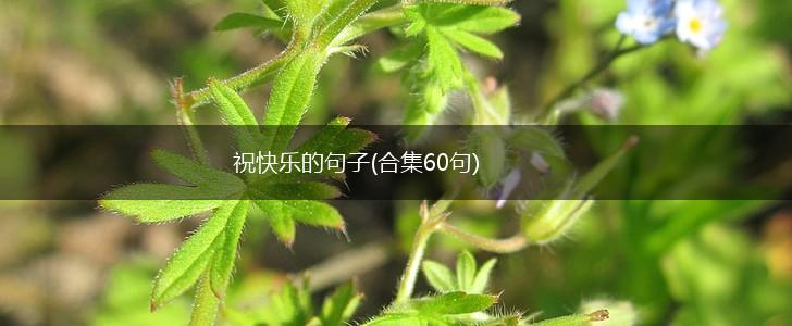 祝快乐的句子(合集60句),第1张