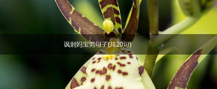 讽刺妈宝男句子(共20句),第1张