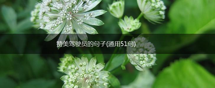 赞美驾驶员的句子(通用51句),第1张