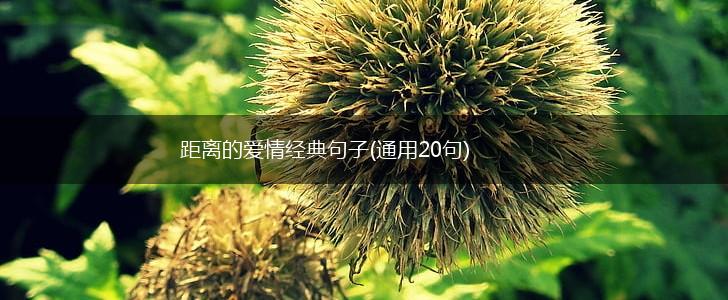 距离的爱情经典句子(通用20句),第1张