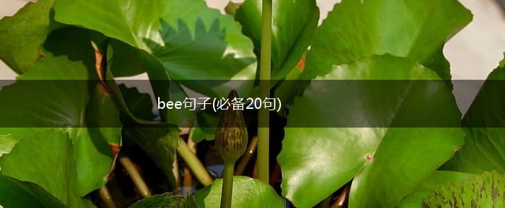 bee句子(必备20句),第1张