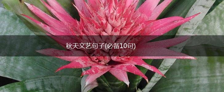 秋天文艺句子(必备10句),第1张