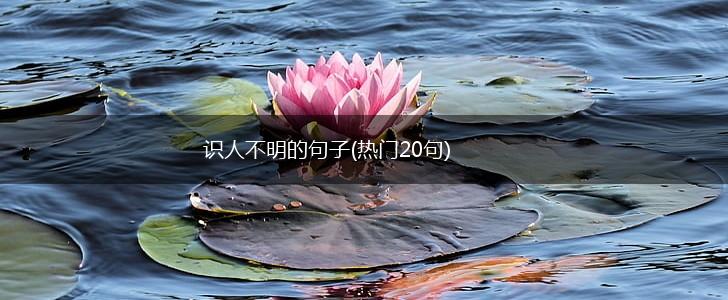 识人不明的句子(热门20句),第1张