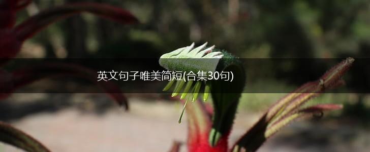 英文句子唯美简短(合集30句),第1张