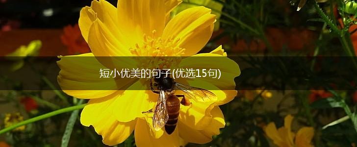 短小优美的句子(优选15句),第1张