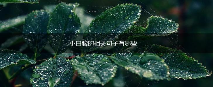 小白脸的相关句子有哪些,第1张