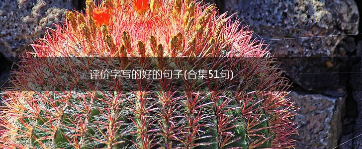 评价字写的好的句子(合集51句),第1张
