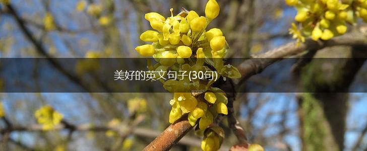 美好的英文句子(30句),第1张