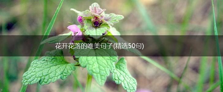 花开花落的唯美句子(精选50句),第1张