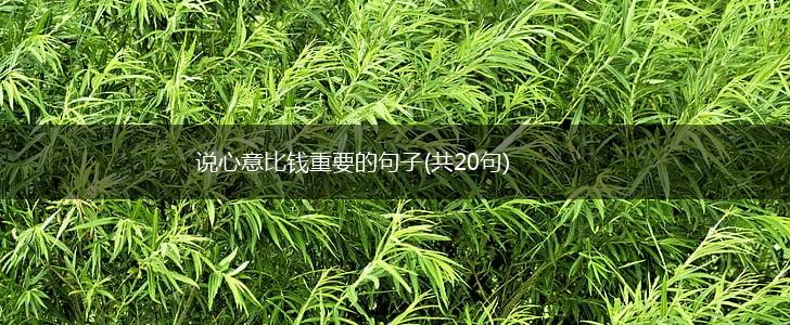 说心意比钱重要的句子(共20句),第1张