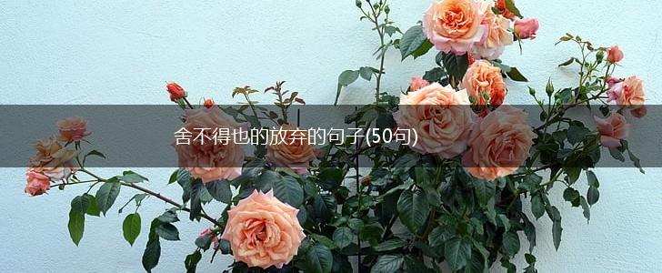 舍不得也的放弃的句子(50句),第1张