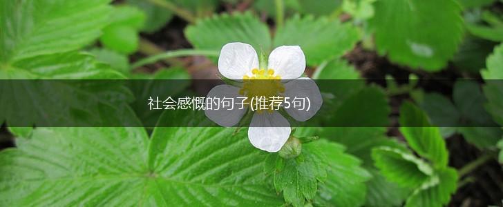 社会感慨的句子(推荐5句),第1张