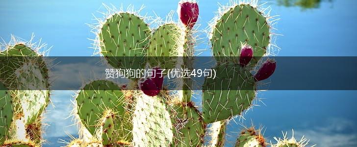 赞狗狗的句子(优选49句),第1张