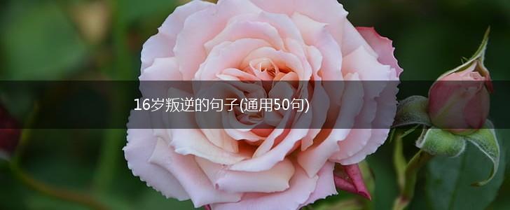 16岁叛逆的句子(通用50句),第1张