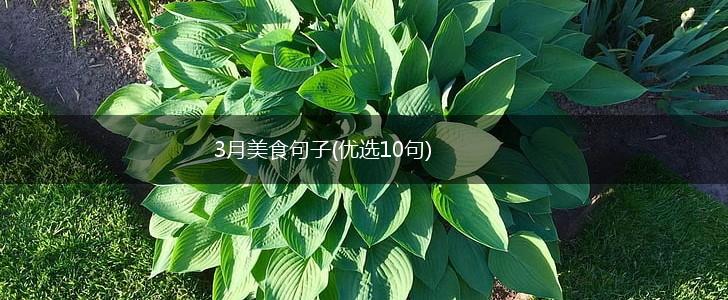 3月美食句子(优选10句),第1张