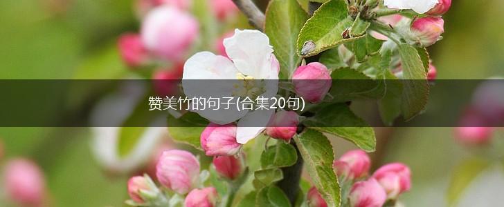 赞美竹的句子(合集20句),第1张
