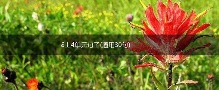 8上4单元句子(通用30句),第1张