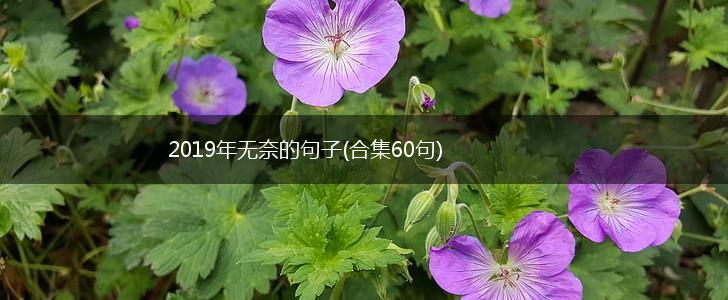 2019年无奈的句子(合集60句),第1张