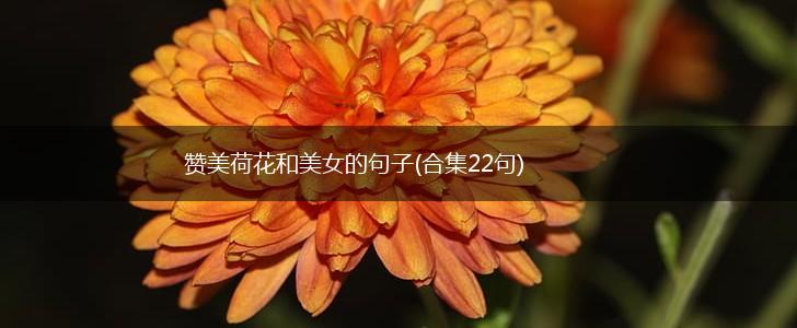 赞美荷花和美女的句子(合集22句),第1张