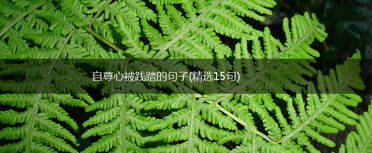 自尊心被践踏的句子(精选15句),第1张