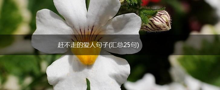 赶不走的爱人句子(汇总25句),第1张