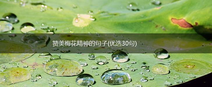赞美梅花精神的句子(优选30句),第1张