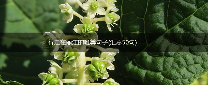 行走在丽江的唯美句子(汇总50句),第1张