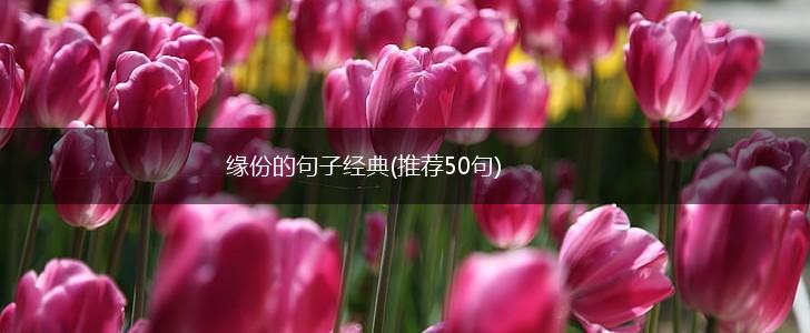 缘份的句子经典(推荐50句),第1张