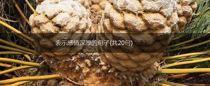 表示感情深厚的句子(共20句),第1张