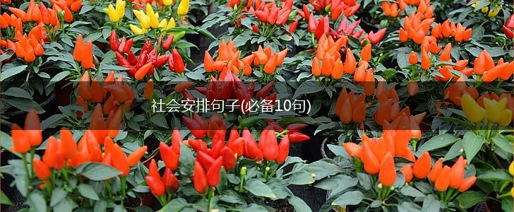 社会安排句子(必备10句),第1张