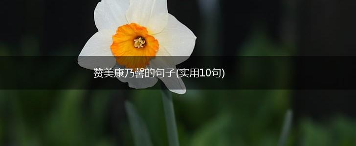 赞美康乃馨的句子(实用10句),第1张