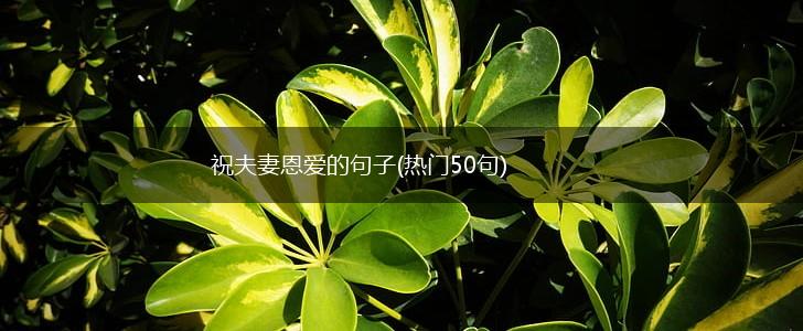 祝夫妻恩爱的句子(热门50句),第1张