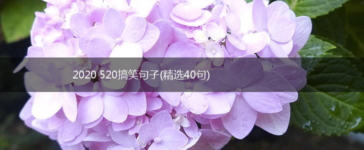 2020 520搞笑句子(精选40句),第1张