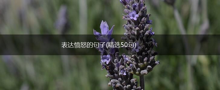表达愤怒的句子(精选50句),第1张