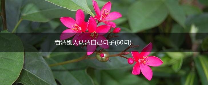 看清别人认清自己句子(60句),第1张