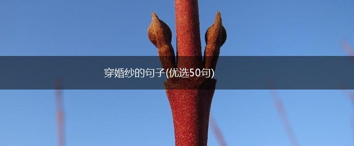 穿婚纱的句子(优选50句),第1张