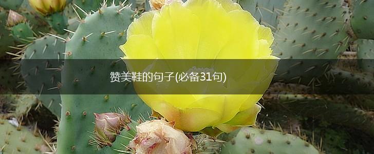 赞美鞋的句子(必备31句),第1张