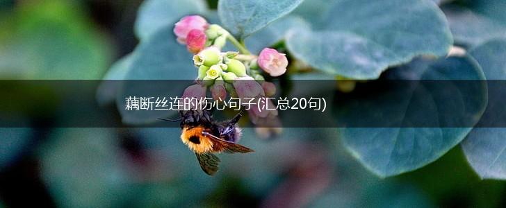 藕断丝连的伤心句子(汇总20句),第1张