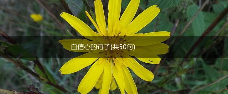 自信心的句子(共50句),第1张