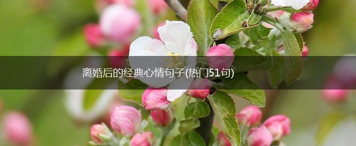 离婚后的经典心情句子(热门51句),第1张