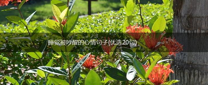 睡觉被吵醒的心情句子(优选20句),第1张