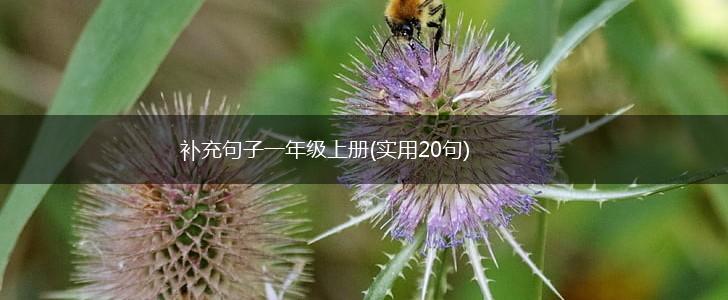补充句子一年级上册(实用20句),第1张
